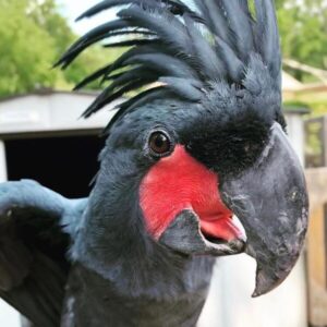 Palm Head Cockatoo For Sale