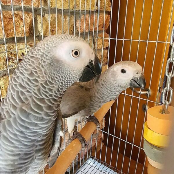 Hand Reared African Grey Parrots for Sale