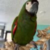 Mini Macaw For Sale