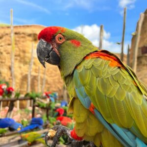 Red Fronted Macaw For Sale