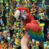 Baby Green-Wings Macaw For Sale