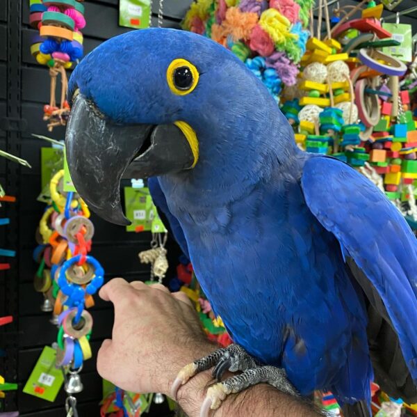 Baby Hyacinth Macaw For Sale
