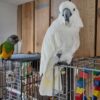 Blue Eyed Cockatoo For Sale