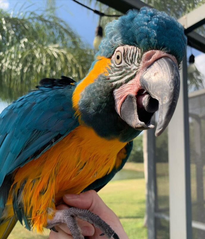 Blue Throated Macaws for sale - Exotic Mega Breeders
