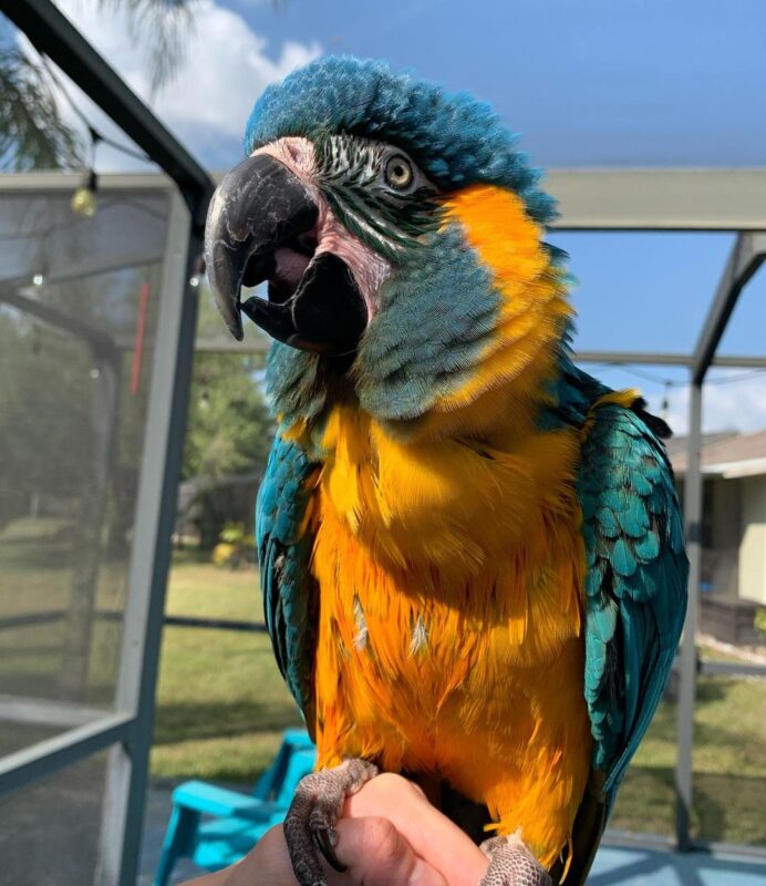 Picture of Buy Blue Throated - Blue Throated For Sale - Novan Bird's For Sale