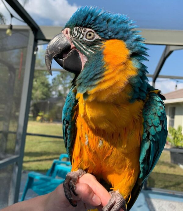 Blue-Throated Macaw For Sale