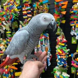 Cheap African Grey Parrots
