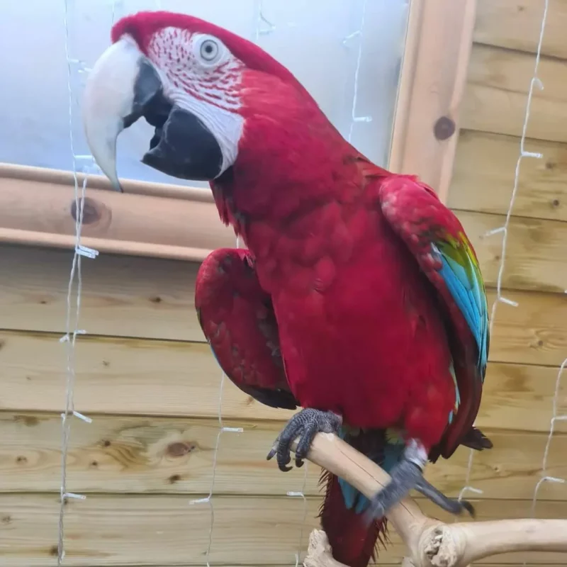 Green Winged-Macaw For Sale