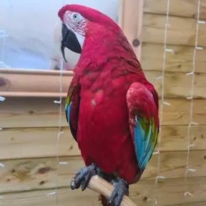 Green-Winged Macaw For Sale