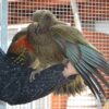 Kea Parrots For Sale