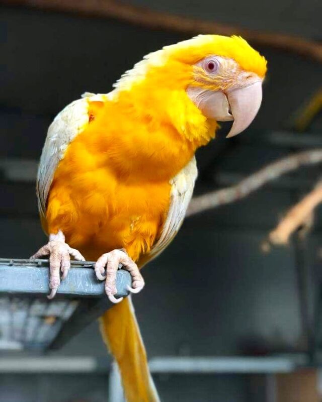 Lutino macaw for sale