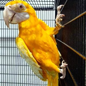 Buy Lutino Macaw Online