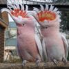 Major Mitchell’s Cockatoo For Sale