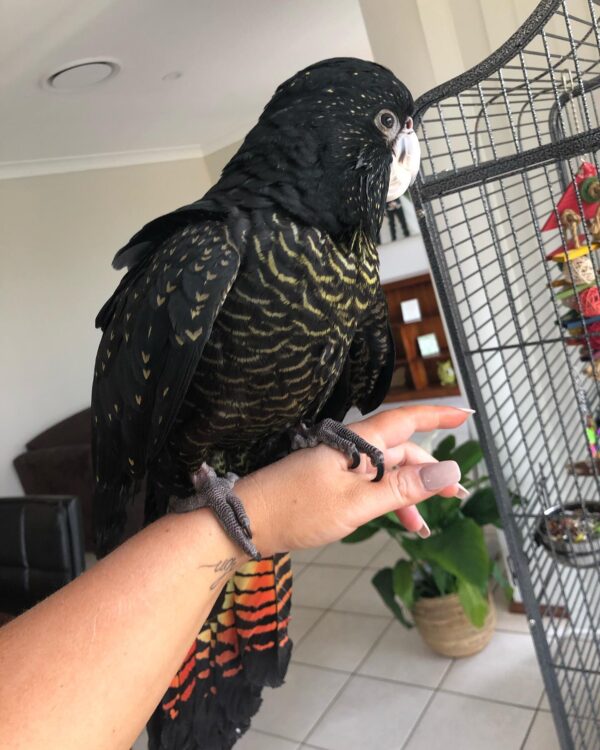 Red Tailed Black Cockatoo for Sale