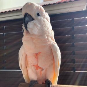 Fully Tame Moluccan Cockatoo For Sale