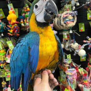 Tame Parrots for Sale