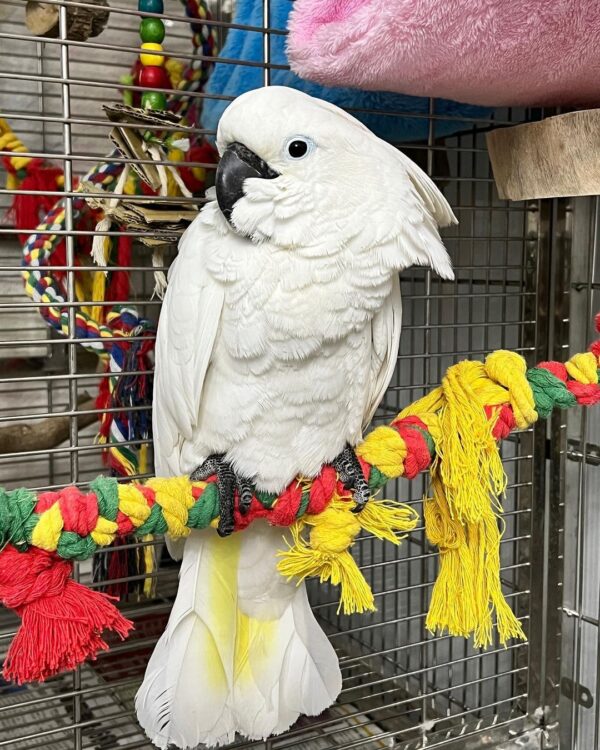 White Cockatoo For Sale