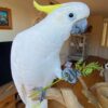 Yellow-Crested Cockatoo For Sale