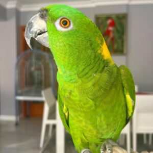 Yellow Naped Amazon For Sale