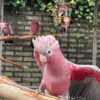 Rose Breasted Cockatoos For Sale