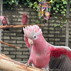 Rose Breasted Cockatoos For Sale