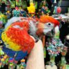 Scarlet Macaw babies for sale