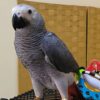 Tamed African Grey For Sale