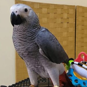 Tamed African Grey For Sale