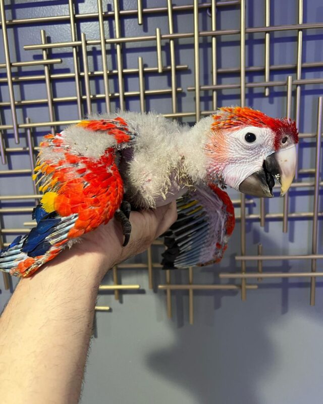 Baby Scarlet Macaw For Sale