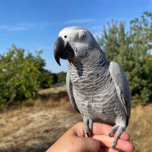 African Grey Parrots For Sale