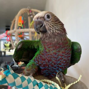 Hawk Headed Parrots For Sale