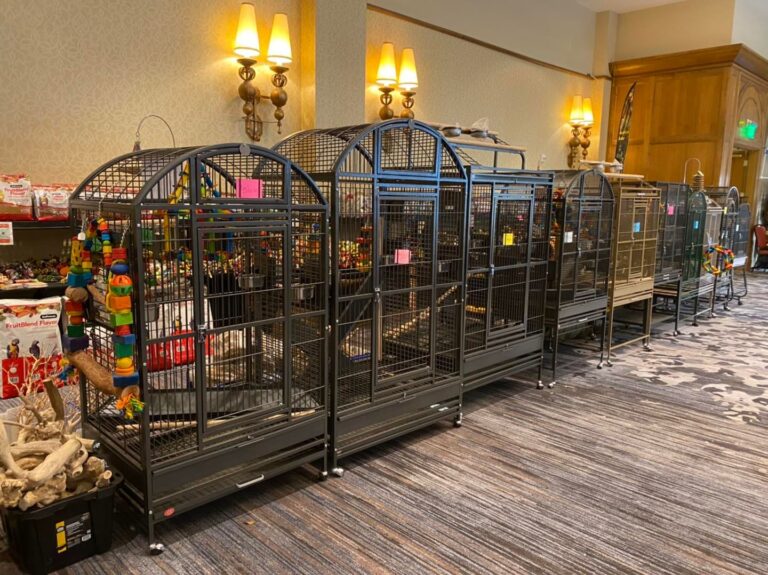 Parrots For Sale With Cage In Store photo