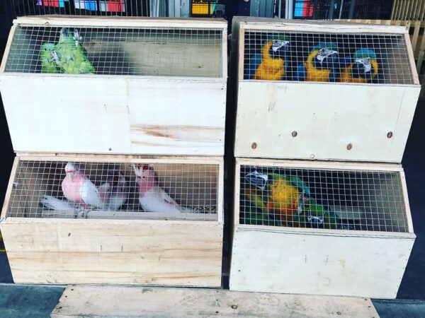 Parrots For Sale