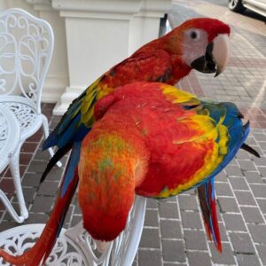 Parrot For Sale Near Me