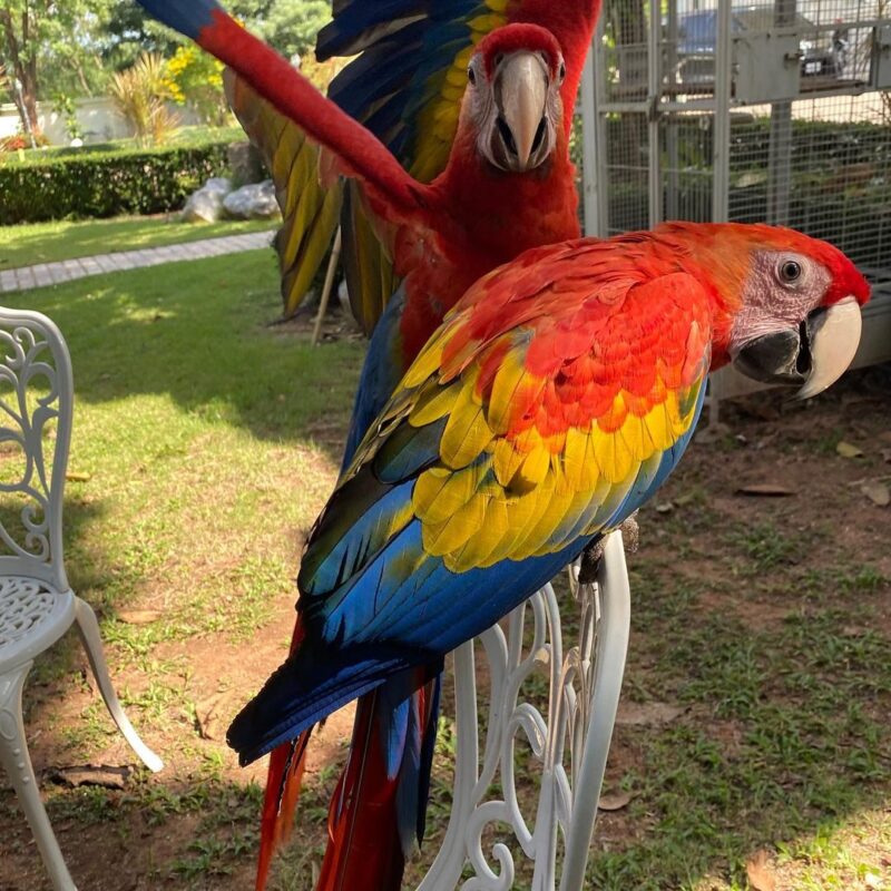 Parrots For Sale Near Me