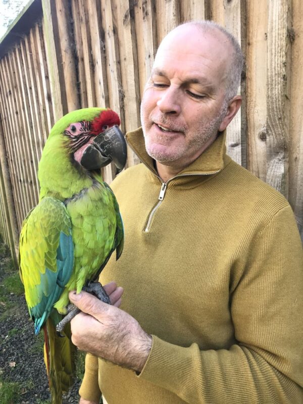 Tame Parrots Breeder