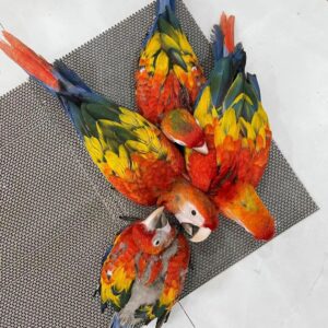 Tame Parrots For Sale Online