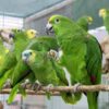Tame Parrots For Sale Online