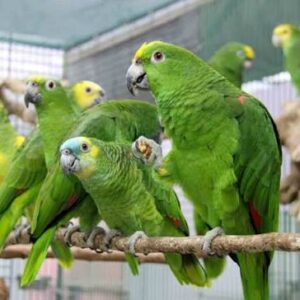 Tame Parrots For Sale Online