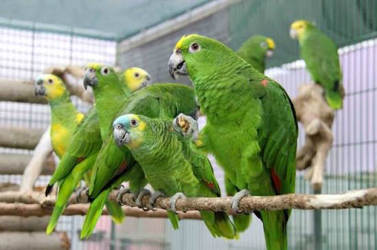 Tame Parrots For Sale Online