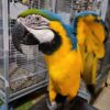 Parrots For Sale Near Me