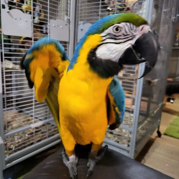 Parrots For Sale Near Me