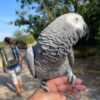 African Grey Parrot For Sale in Kuwait