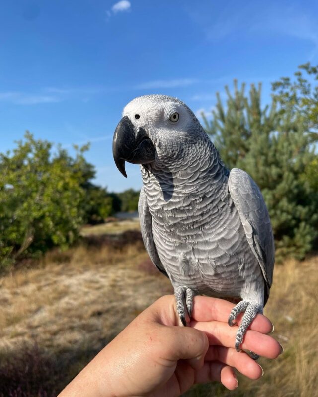 African Grey Parrot For Sale