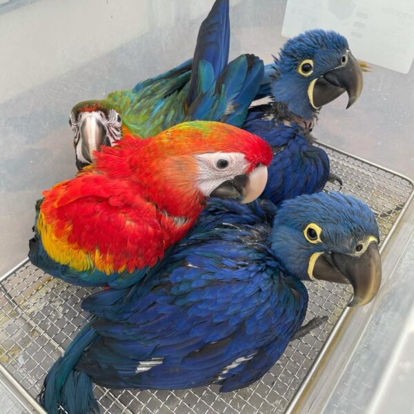 Baby Macaw For Sale