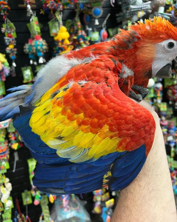 Baby Scarlet Macaw For Sale in Kuwait