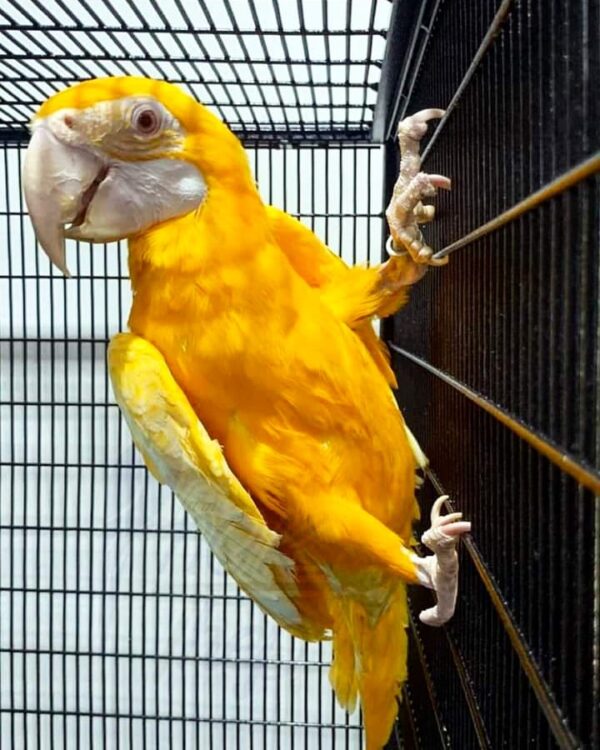 Mutation Parrots For Sale