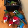 Baby Parrots For Sale In Kuwait