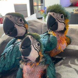 Baby Parrots For Sale In Kuwait