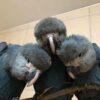 Spix's Macaw For Sale